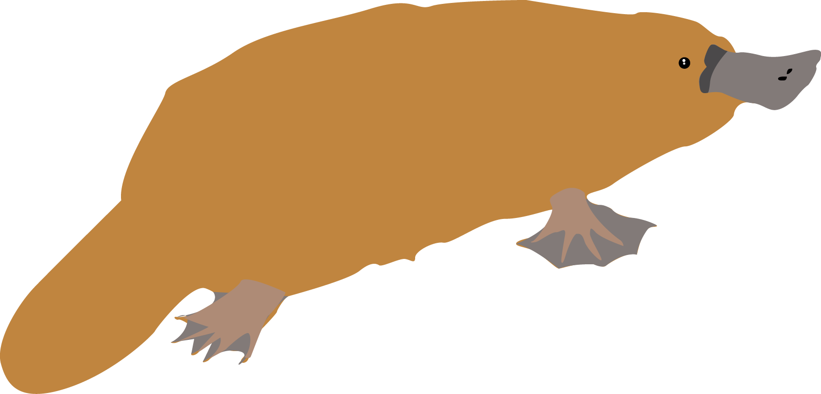 platypus